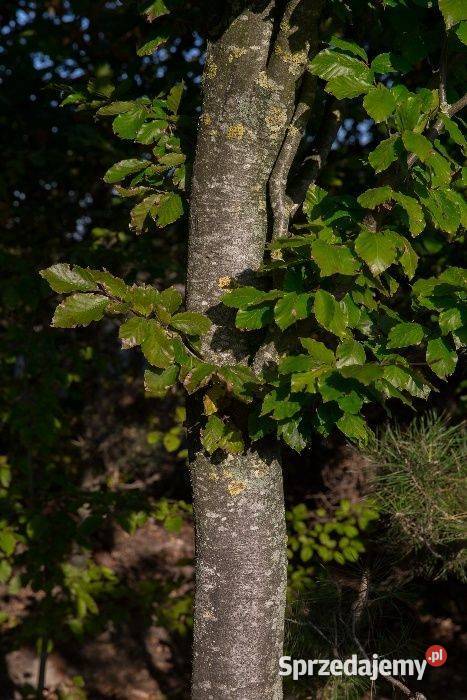Buk pospolity Fagus sylvatica obwód 68 wys 23 m