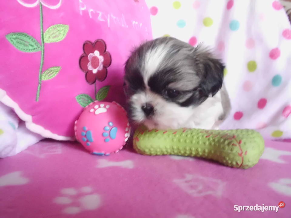 Shih Tzu Cudowne Maluszki Maleńkich Rodzicach Shih Tzu Dąbrowa Górnicza