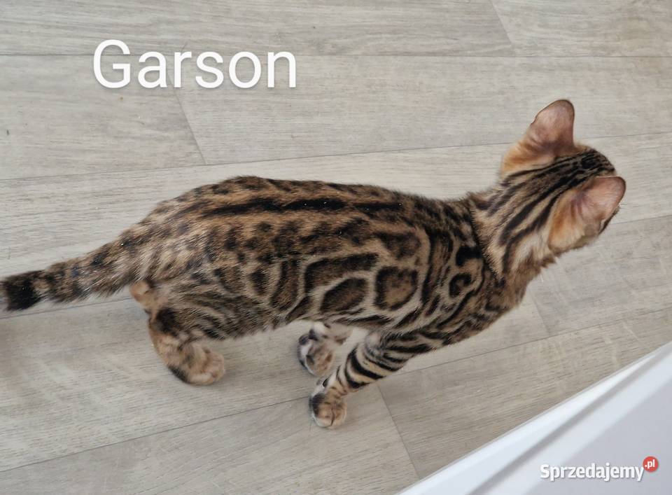 Kot bengalski słodki Garson Konin