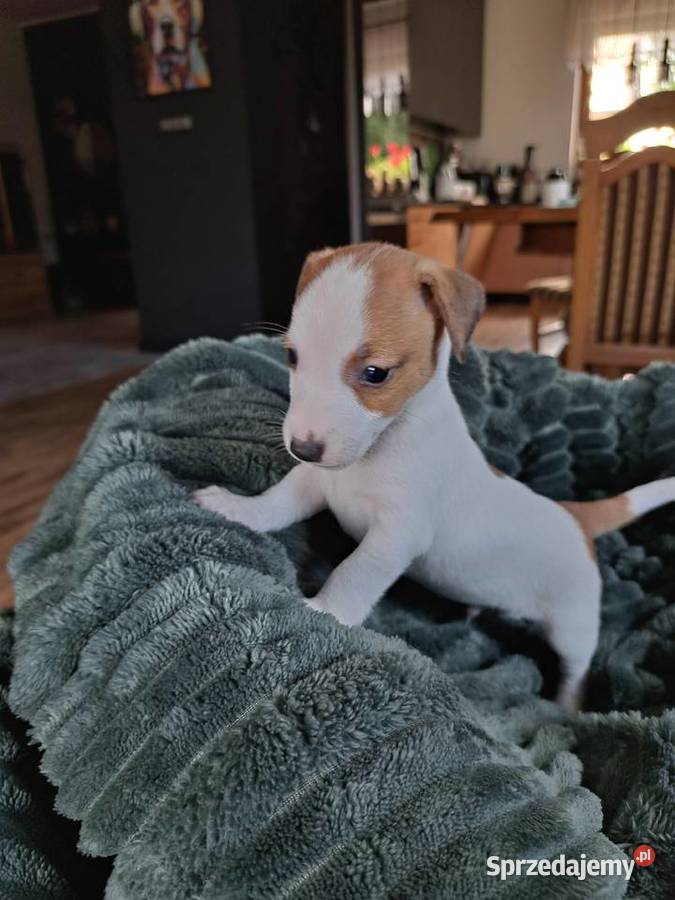 Jack Russell Terrier Kościerzyna sprzedam