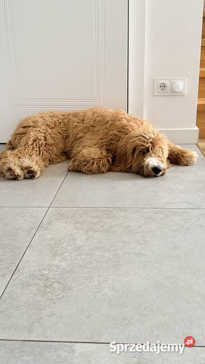 Goldendoodle Standard F1B Pozostałe