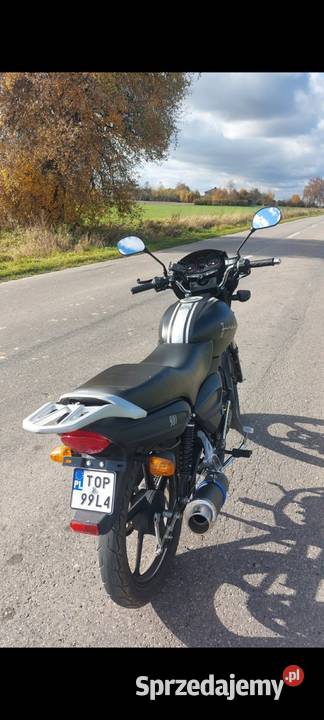 Sprzedam Pięknego Junaka czarny Opatów