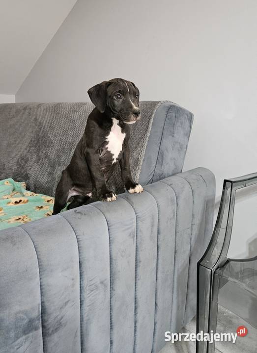 Piesek Pit Bull Terrier Płońsk