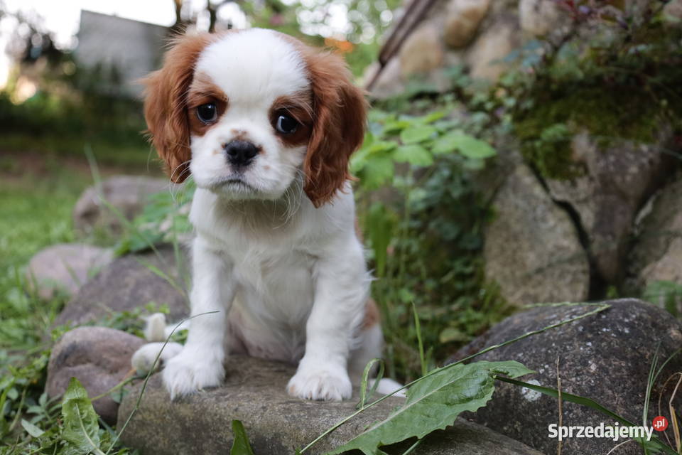 Cavalier King Charles Spaniel dziewczynka Szczucin sprzedam