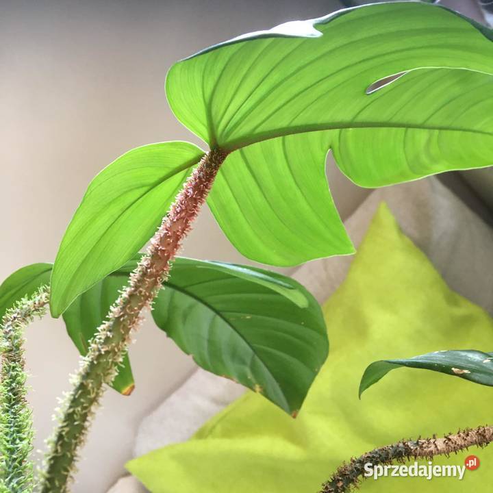 Filodendron Squamiferum roślina domowa Zielone Warszawa