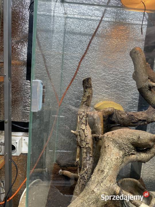 Boa leśny samica z papierami Myszków