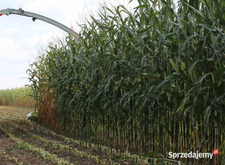 Materiał siewny kwalifikowany kukurydza IGP Swarzędz sprzedam