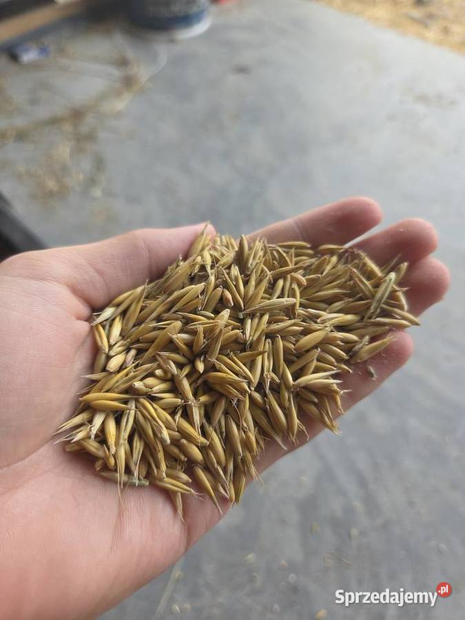 Pszenica owies jeczmień Zboża Opoczno