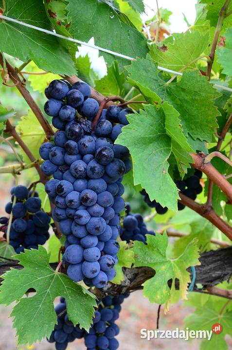 Winorośl winogrono bezpestkowe Ukraińskie Owocowe Knurów