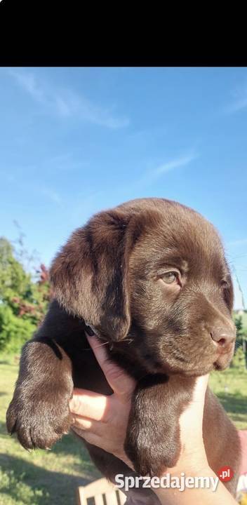Labrador Czekoladowy suczka Piekary