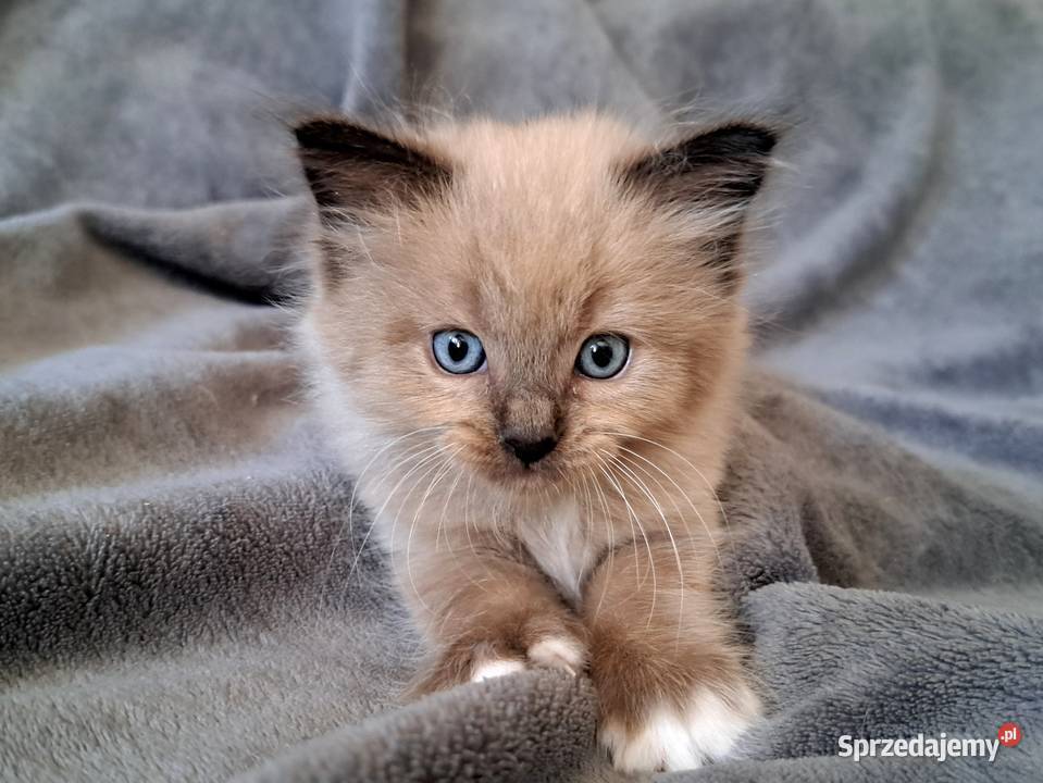 Ragdoll mink Cherubim