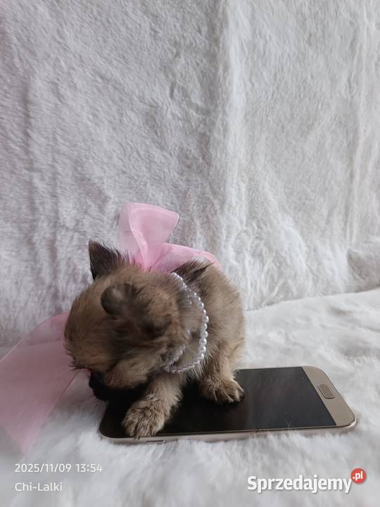 Chihuahua dziewczynka suczka XS dlugowlosa Inowrocław