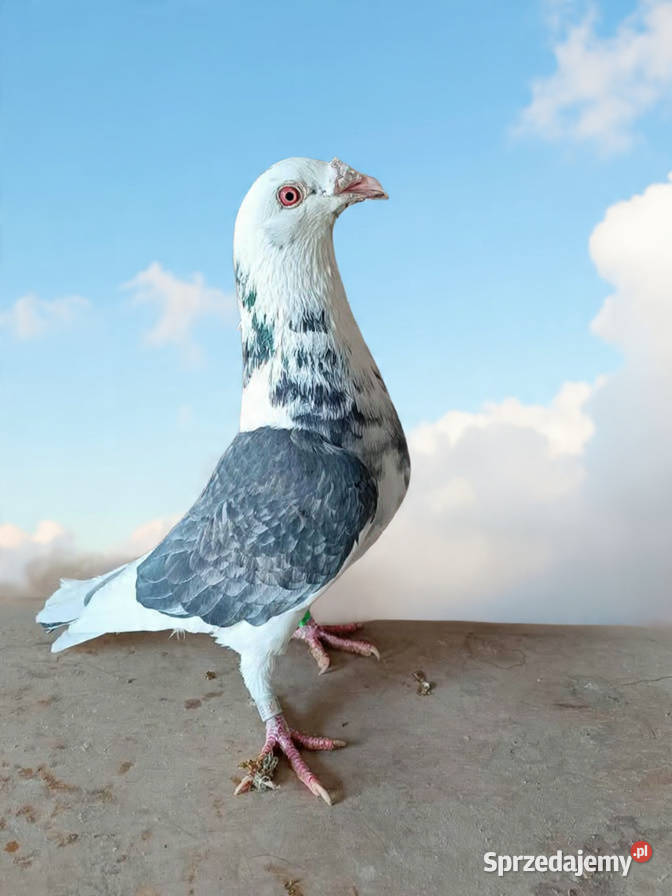 Gołębie Staropolskie i pocztowe