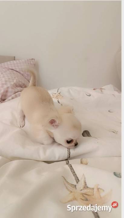 Chihuahua długowłosa Warszawa
