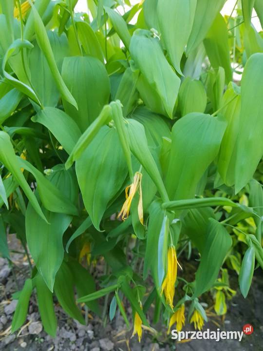 Jagodowiec wielkokwiatowy Lublin sprzedam