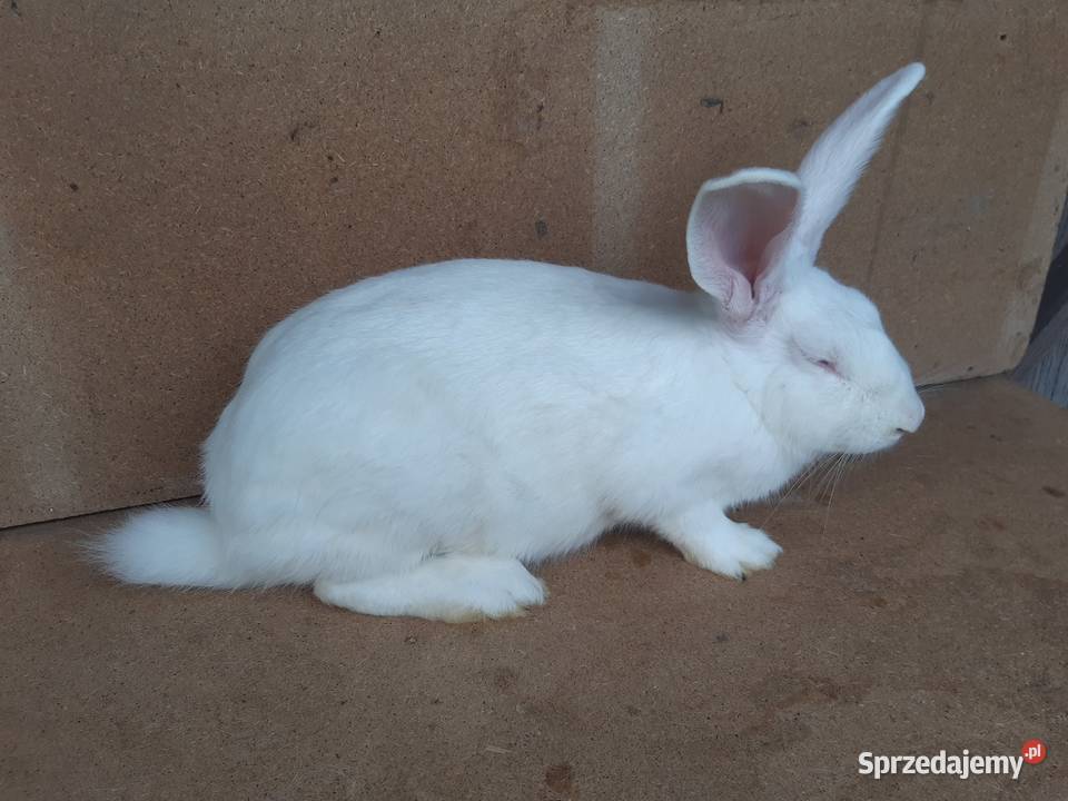 króliki termondzkie Bielsk Podlaski