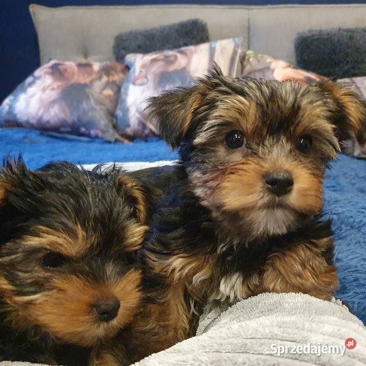 Sprzedam Pieski York York Gliwice