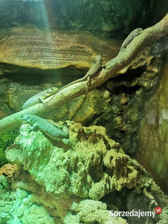 Jaszczurka perłowa Timon lepidus młode osobniki Kłodzko
