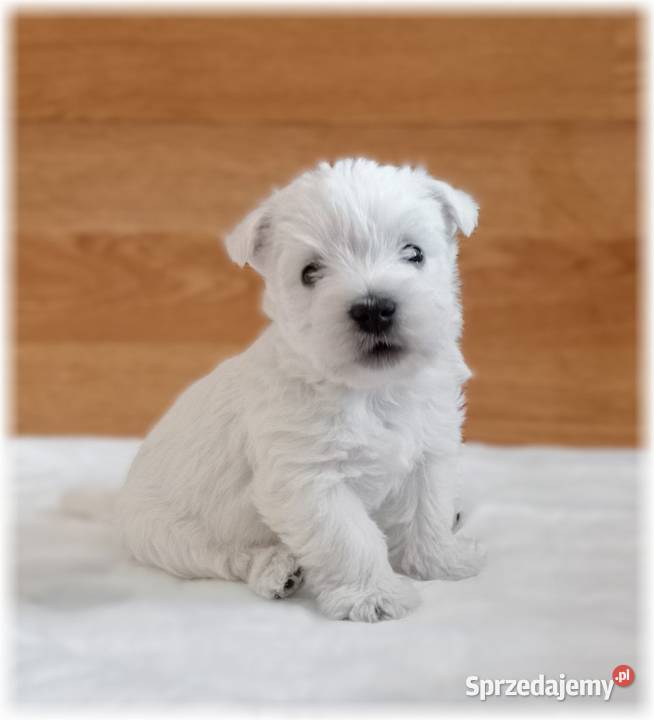 West Highland White Terrier ZKwP FCI suczka
