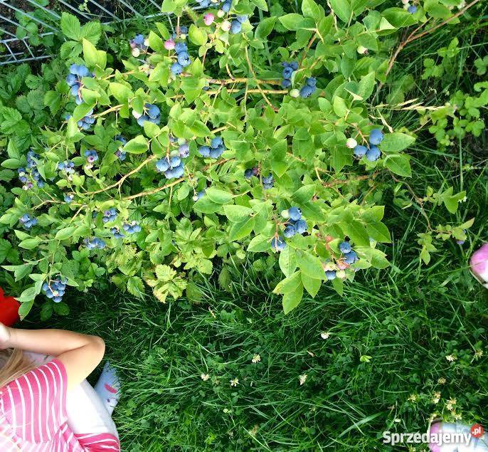 Sprzedam mieszkanie z ogródkiem Józefosław ogródek Józefosław