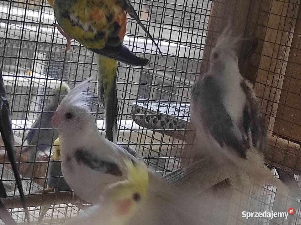 Nimfy z polikami Wilga