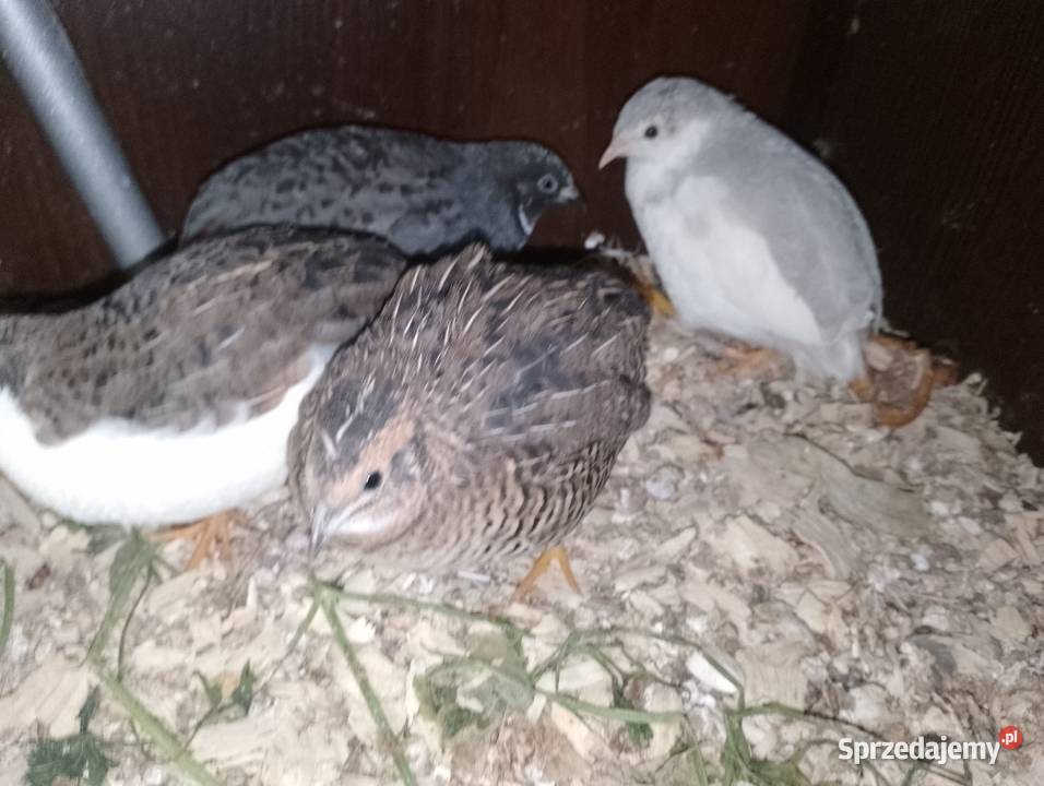 Przepiórki chińskie wielkopolskie Dubin