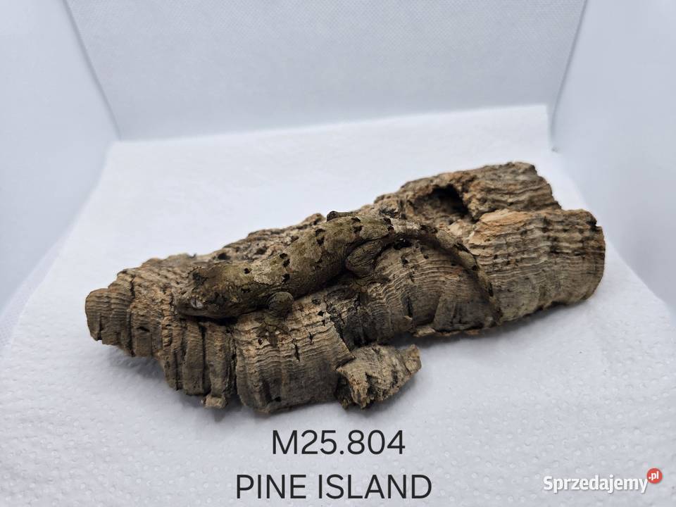 Gekon omszały Zawiercie