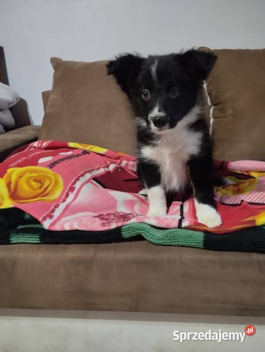 Boder collie