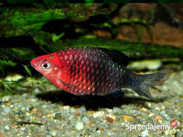 Brzanka purpurowa Pethia nigrofasciata Barbus pomorskie Gdańsk
