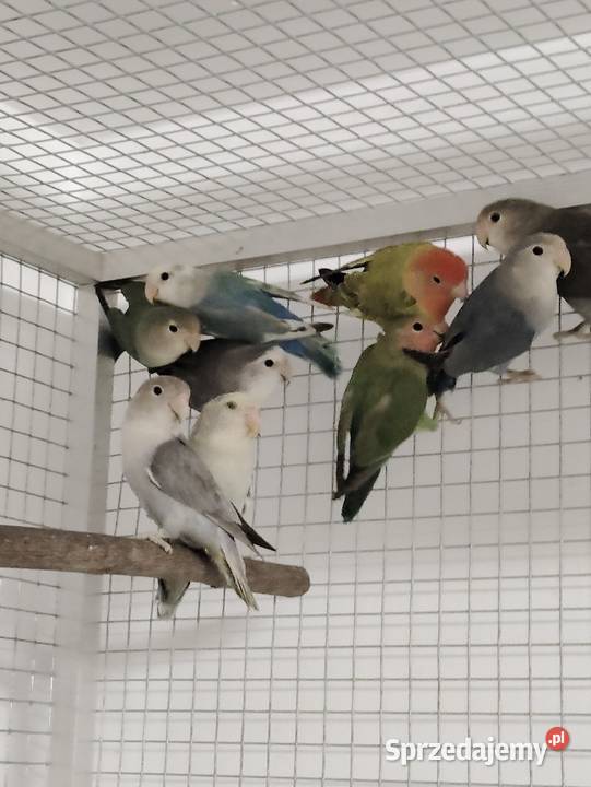 Nierozłączki czerwonoczelne