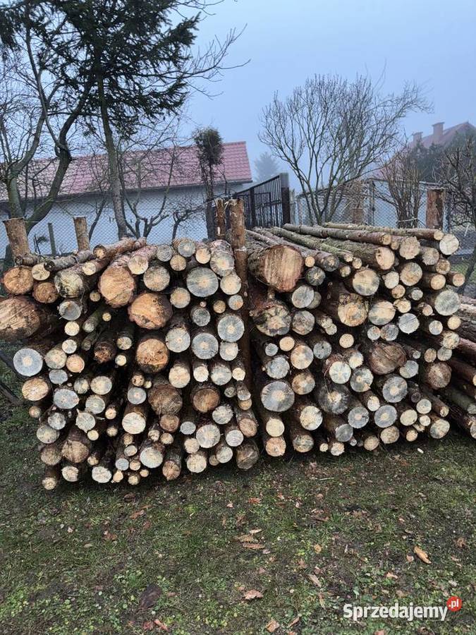 Drzewo sosnowe mazowieckie