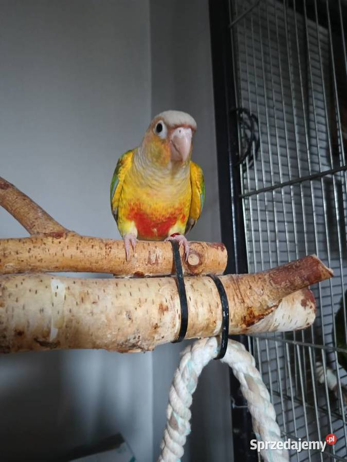 Papuga rudosterka ręcznie karmiona Bochnia