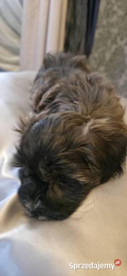 Rezerwacja piesek suczka Hawańczyk Championie Pozostałe