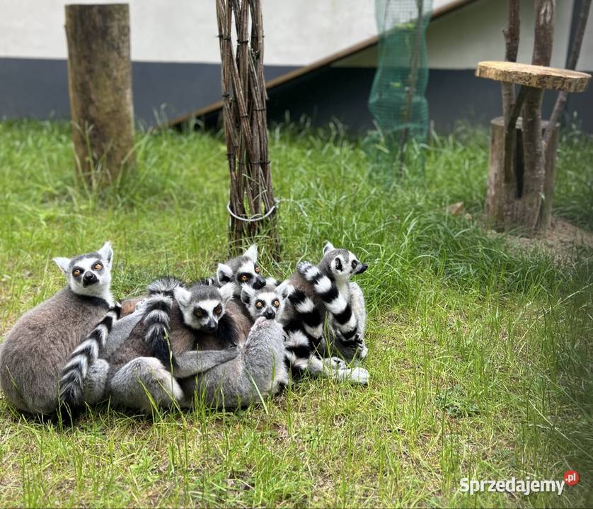 Lemur Katta samica 12lat Walim