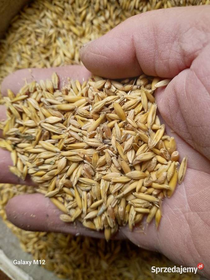 MIESZANKA ZBOŻOWA Dąbrówka Zabłotnia