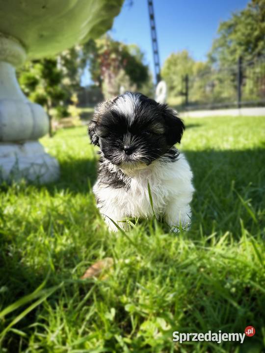 Pieski i Suczki z Rodowodem małopolskie Limanowa