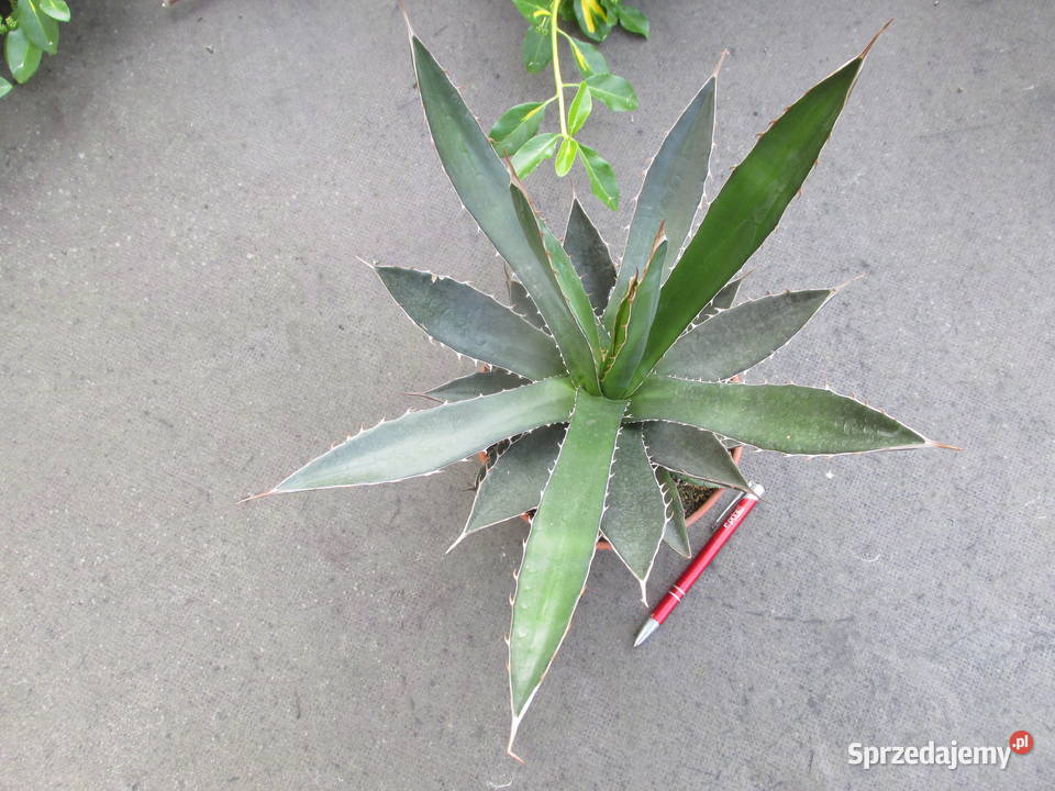 Odhodowana ponad 6letnia agawa z Meksyku Agave Pozostałe małopolskie