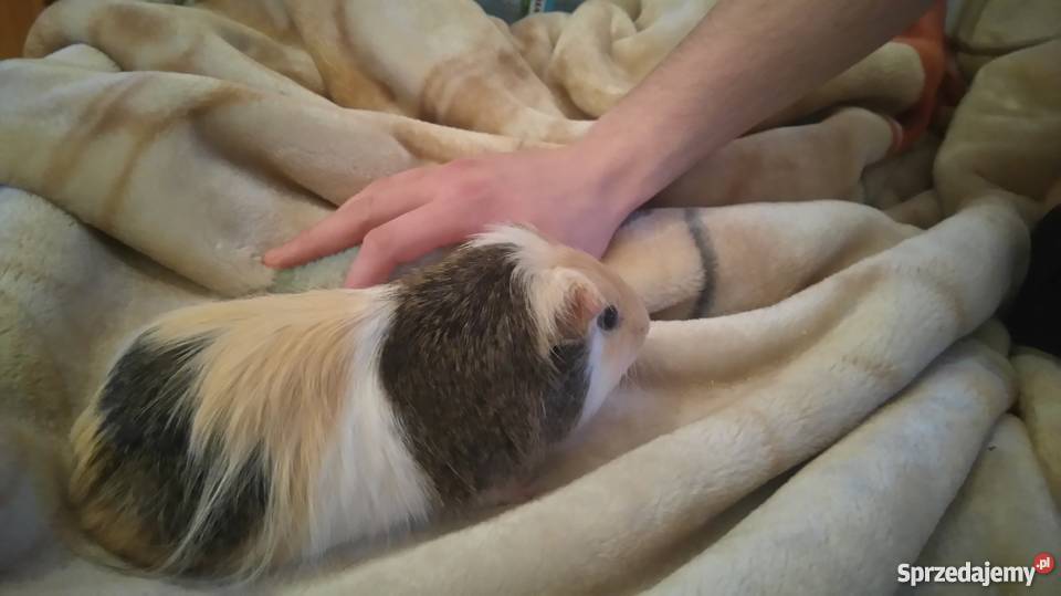 sprzedam świnki morskie Pozostałe Konstancin-Jeziorna sprzedam