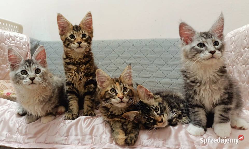 Kochane kociaczki Maine coon