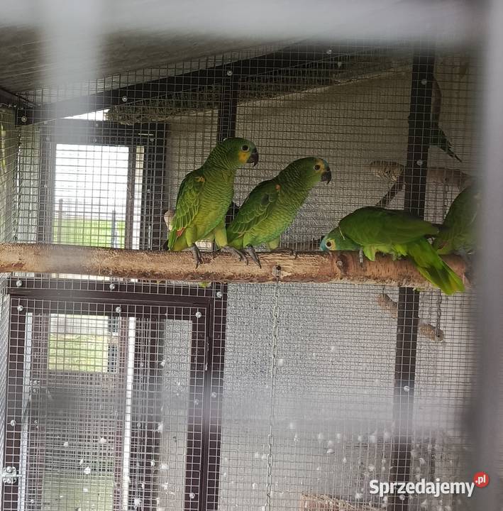 Sprzedam papugi Amazonki niebieskoczelne Amazona Żabno