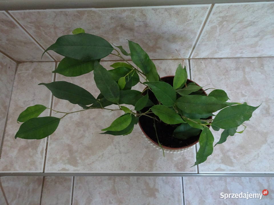 Ficus fikus Benjamina Warszawa