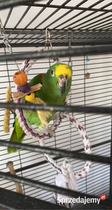 Sprzedam papugę amazonkę żółtogłową Ptaki dolnośląskie Trzebnica