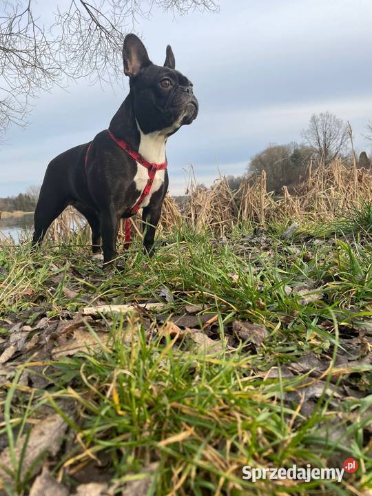 Buldog francuski śląskie Dąbrowa Górnicza