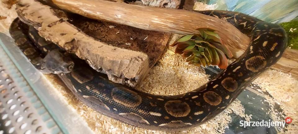 Boa Imperator Tychy