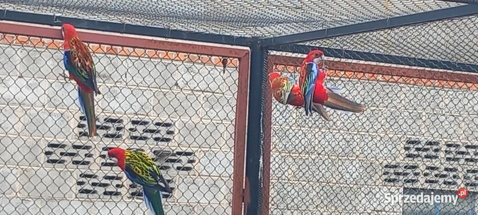 Sprzedam rozelle Konin