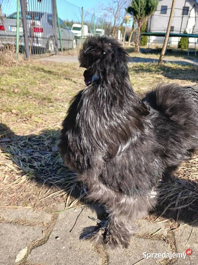 Sprzedam koguty rasy Silka Smyczyna