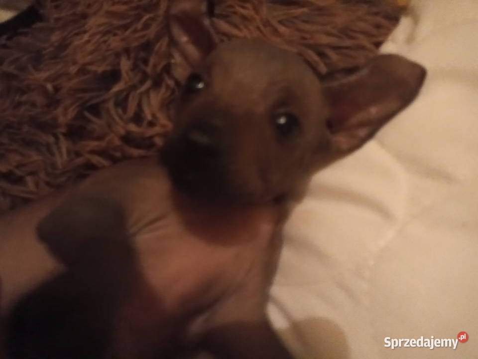 Nagi pies meksykański Xolo Xoloitzcuintle Pomiechówek