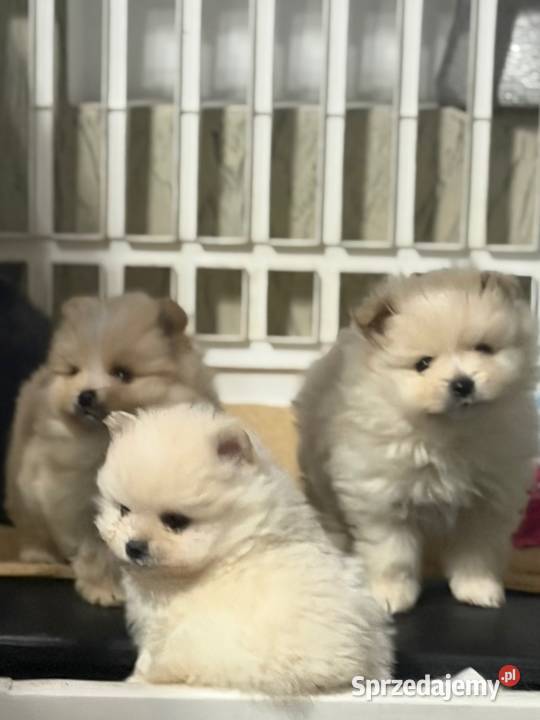 Szpic miniaturowy Pomeranian suczka Gorzów Wielkopolski