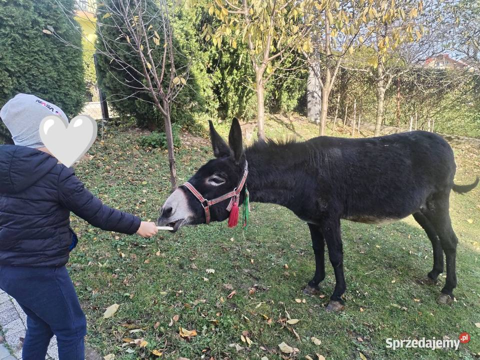 Sprzedam Oślice małopolskie Przysietnica