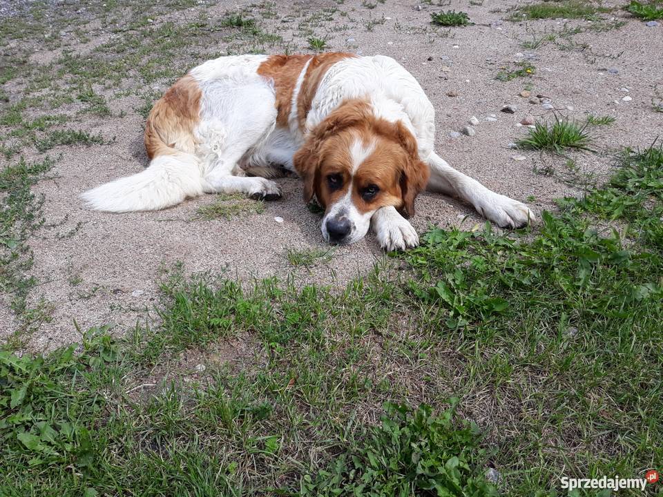 Bernardyn szczeniaki Szumowo